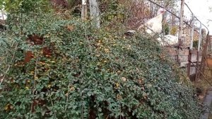 Кизильник горизонтальный осенью/The horizontal cotoneaster in autumn.