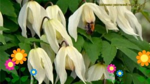 Клематис гибридный Лемон Бьюти. Краткий обзор, описание характеристик