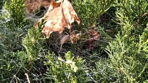 Оса попала в паутину к пауку