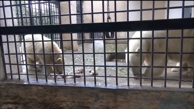 The feeding time of Malyshka and her cub Yumka at Kazan Zoological Garden, Russia смотреть онлайн
