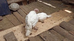 Содержание, питание, уход за бролерными индюками!! Итог 1 индюк-25 кг. мяса!