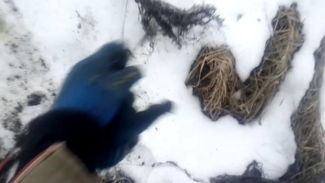 ЗИМНЯЯ ПОСАДКА ГРЕЦКОГО ОРЕХА.  ОТВЕТЫ НА ВОПРОСЫ О ПОСАДКЕ.