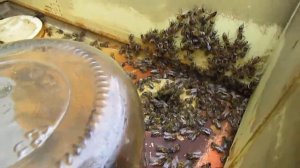 улей с пчелами, который не надо осматривать весь сезон - часть 2 - ответы на вопросы