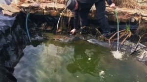 ОСУШИЛИ пруд с карпами. УХОД и за прудом! Чистую воду добавляем!