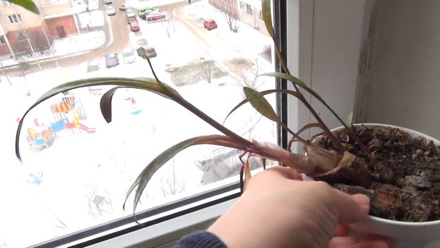 Комнатные растения зимой. Уход в зимнее время // Дети Алоэ смотреть онлайн