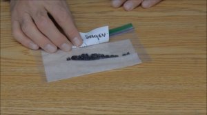 Improved paper towel and baggy method for germinating seeds (fast)