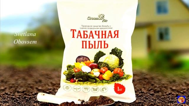 ОБСЫПЬ СМОРОДИНУ ПРОСТОЙ НАТУРАЛЬНОЙ СМЕСЬЮ.ВСЕ ВРЕДИТЕЛИ ТОЧНО ПОГИБНУТ.ЯГОДА СТАНЕТ ОЧЕНЬ КРУПНОЙ смотреть онлайн