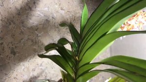 Орхидея Rhrds. Bangkok Sunset, blooming April, 4 2021