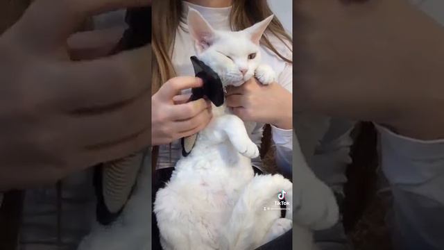 Devon Rex, девон-рекс