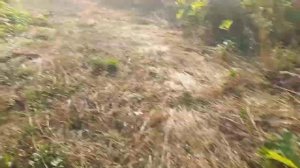 ЗАБРОШЕННЫЙ КОЛХОЗ"АВАНГАРД"|ТВЕРСКАЯ ОБЛАСТЬ