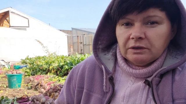 СВЁКЛА. Уборка и подготовка к хранению. Сорт или гибрид? смотреть онлайн