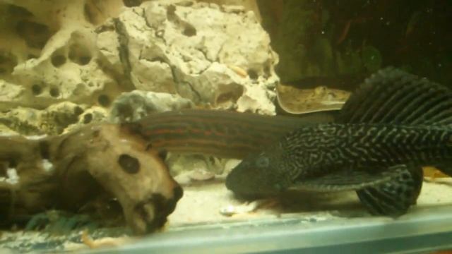 Каламоихт и друие обедают смотреть онлайн