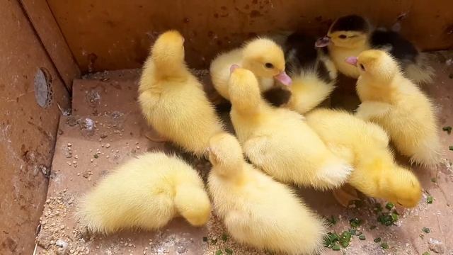 Результатом доволен , Индоутята первые самостоятельные дни жизни ))) Индоутки / Indo-kids