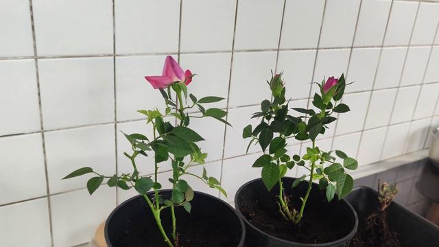 🌹Роза из Пятерочки.