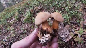 ГРИБЫ И ЯГОДЫ КАРЕЛИИ - ПОХОД В ЛЕС ЗА ДАРАМИ МАТУШКИ ПРИРОДЫ - ТИХАЯ ОХОТА УДАЛАСЬ!