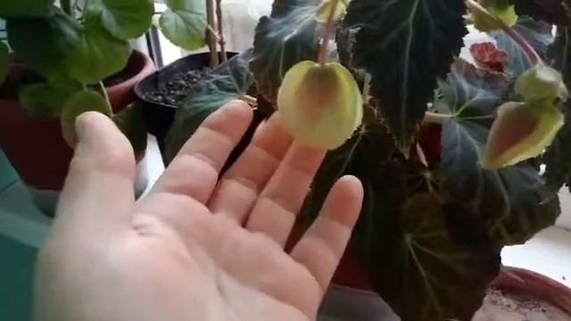 Фуксия на штамбе