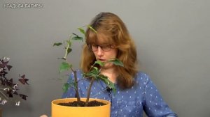 Бонсай из фикуса Бенджамина в стиле Раздвоенный ствол (ч.2).