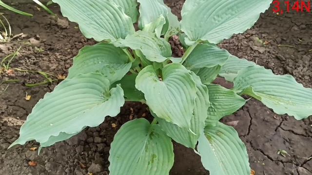 ☘️сказание о Королеве Морей#ретроспектива#petrnovar #запорожье #хосты #hostas #queen of the Seas смотреть онлайн
