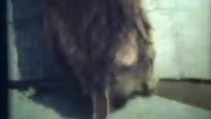 Критерии и структура вида