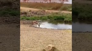 Неоцененная капля плеча.