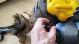 Белка и пылесос Dyson. / A squirrel and a Dyson vacuum cleaner.