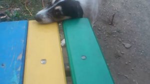 Пес-Бобер