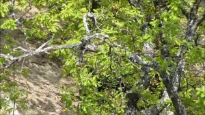 Демонстрация на ловни кучета за работа по дива свиня за Купата на ЛРС "Синаница" гр. Кресна 2015