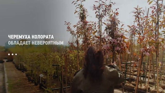 Лариса Рубальская нашла место силы. В плену розовой черёмухи