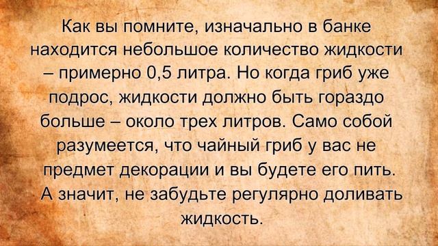 Чайный гриб с нуля смотреть онлайн