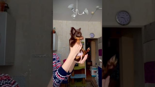 Щенок русского тоя Фенька #тойтерьер #русскийтой #щенки #щенкипродажа