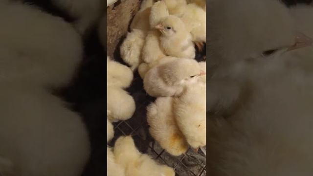 Начинается сезон цыплят, Первый выводок,#Цыплята2021, Разводим цыплят круглый год