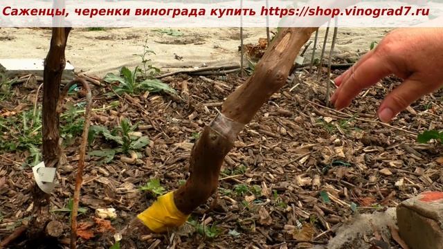 Прививка винограда, окулировка черным в многолетнюю древесину- в штамб куста. Приживаемость. Пузенко