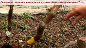 Прививка винограда, окулировка черным в многолетнюю древесину- в штамб куста. Приживаемость. Пузенко