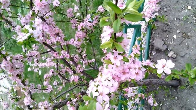 Красоты весны.Видео о природе. смотреть онлайн