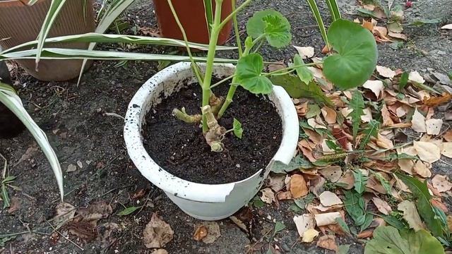 забираю последние цветочки домой, клумба перекопана