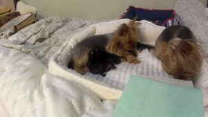 Щенки Йорка. День пятый.