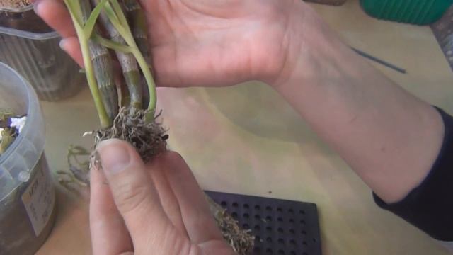 Новинка в коллекции орхидей с приятным сладким ароматом D. Bensoniae. Посадка и субстрат 02.05.2022 смотреть онлайн