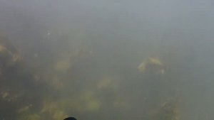 Подводная охота.Река Пьяна 28 07 18