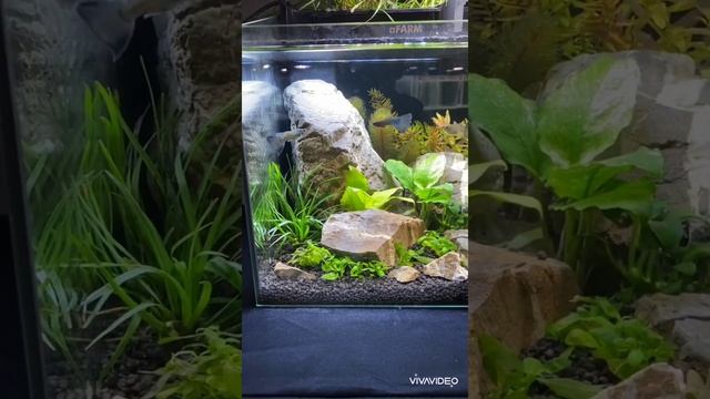 "Будинок Природи",м.Київ,акваріумістика##fish #fishtank #акваріумістика #рибки смотреть онлайн