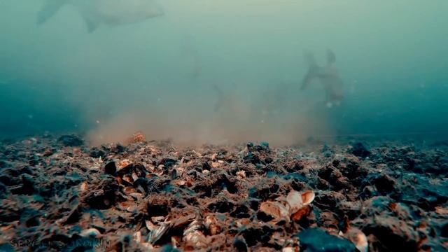 Вся правда о Леще 2022, возможно вы этого не знали смотреть онлайн