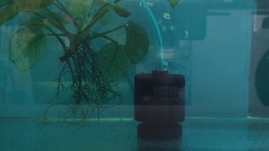 ЗАЛИЛ МЕТИЛЕНОВЫЙ СИНИЙ. ИНКУБИРУЮ ИКРУ КОРИДОРАСОВ.