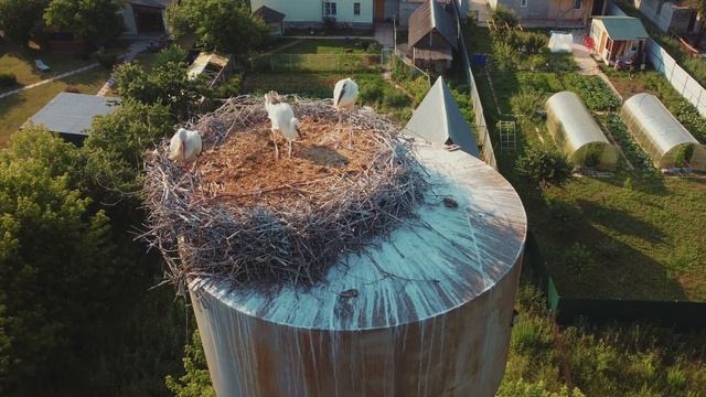 Аисты смотреть онлайн