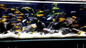 Malawi mbuna 920 l african cichlids Африкански цихлиди мбуна от езерото Малави 920 литра