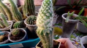 Кактус неприхотливое комнатное растение уход