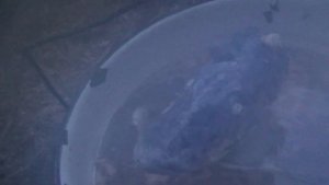 Рецепт ухи Уха по таежному Тайга Охота Рыбалка 2018 Уха из щуки и хариуса Как приготовить уху