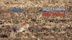 Заяц русак в поле