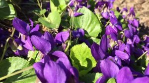 Фиалка лесная, садовая апрель 2018! Первоцвет.