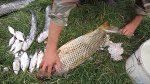 Как чистить крупную рыбу
