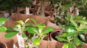 Costco plant updates Adenium Desert Rose is here 😲