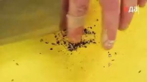 «Обед безбрачия» Шаверма кулинарная программа